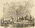 The Old Butternut Tree At Shandaken Station