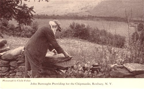 John Burroughs providing for the chipmunks Roxbury, NY