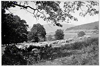 A Sheep Pasture